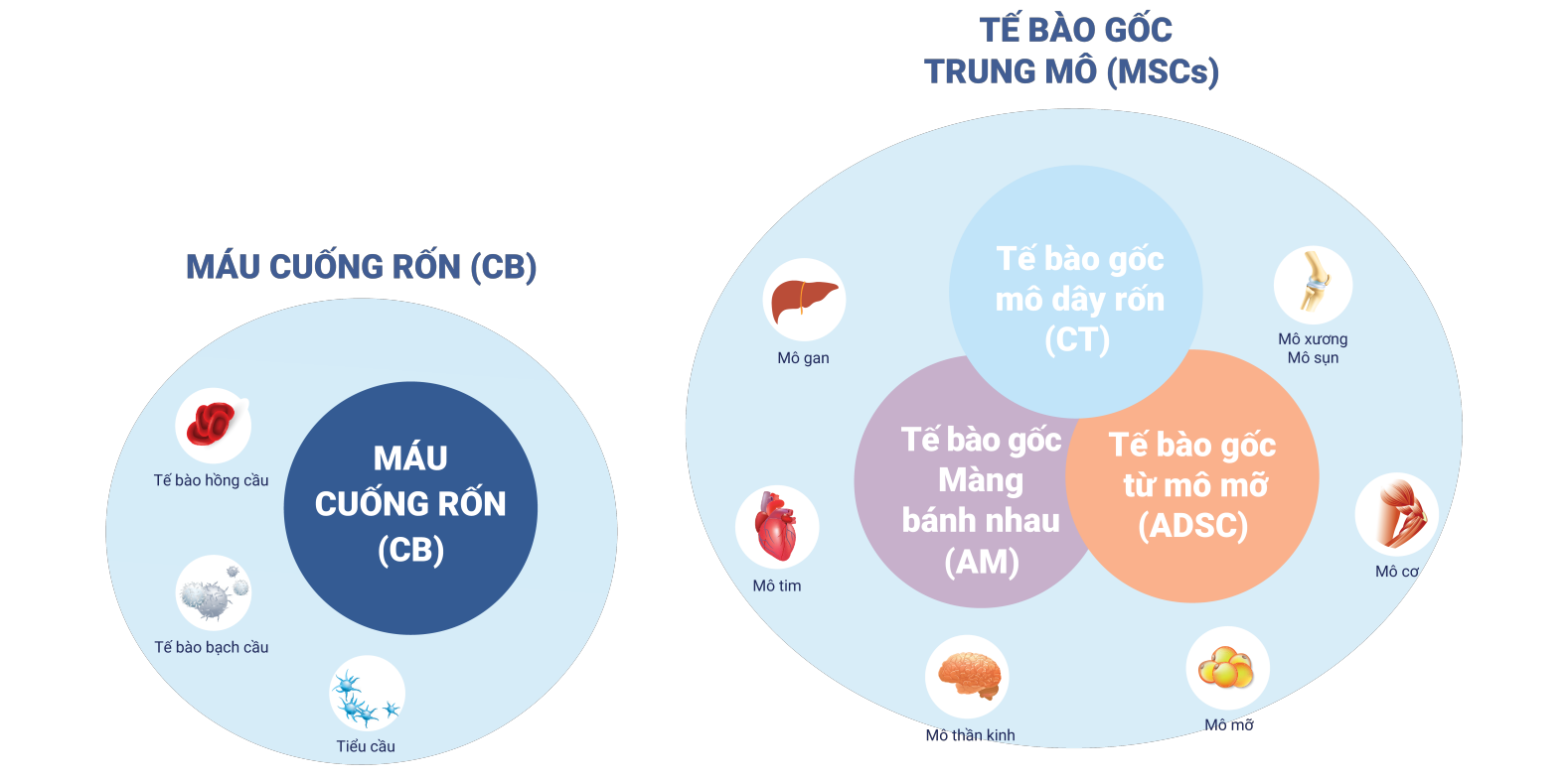 lưu trữ tế bào gốc